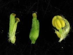 Salix ×pendulina f. salamonii. Bisexual teratogenic flower (left), female flower (middle) and male flower (right).
 Image: D. Glenny © Landcare Research 2020 CC BY 4.0